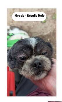 Rosalie Hale -  Shih Tzu Dog for Adoption in Milton, Georgia - Rosalie Hale | PetCurious