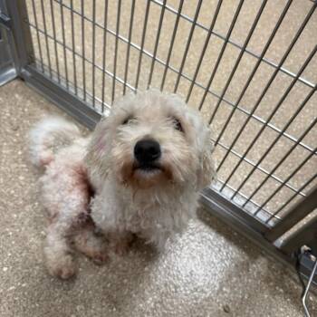 Poodle Dogs Available for Adoption in Sonoma, California - Turtle  (coming Soon) | PetCurious