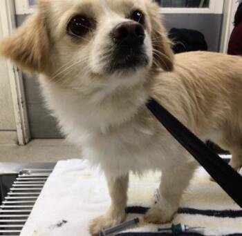 Terrier and Mixed Breed Dogs Available for Adoption - LOXIE | PetCurious