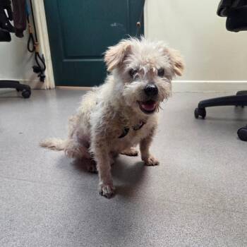 Ceviche -  Poodle and Mixed Breed Dog for Adoption in Pasadena, California - Ceviche | PetCurious
