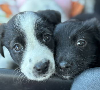 Rescue Border Collie Dogs for Adoption in Sanford, Florida - Rory | PetCurious
