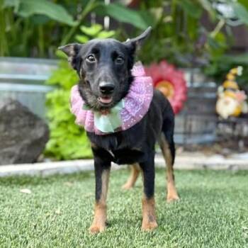 Bootsie -  Shepherd Dog for Adoption in Fairfield, Connecticut - Bootsie | PetCurious