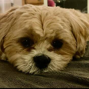 Shih Poo Dogs Available for Adoption in Seal Beach, California - Teddy | PetCurious