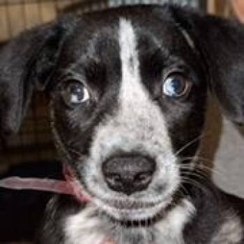 1007 (2026) Peppercorn -  Cattle Dog and Mixed Breed Dog for Adoption in Parker, Colorado - 1007 (2026) Peppercorn | PetCurious
