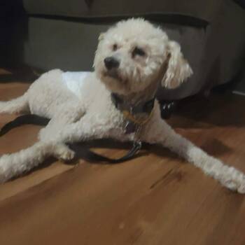 Standard Poodle Dogs Available for Adoption in New London, Wisconsin - Grimm | PetCurious