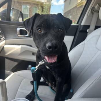 Opalite -  Labrador Retriever and Pit Bull Terrier Dog for Adoption in Oak Ridge North, Texas - Opalite | PetCurious