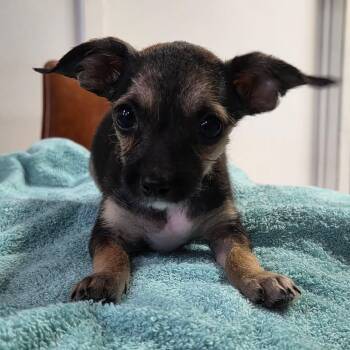 Bashful -  Chihuahua and Miniature Schnauzer Dog for Adoption in Tylertown, Mississippi - Bashful | PetCurious