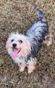 Little Debbie -  Yorkshire Terrier and Shih Tzu Dog for Adoption in New Baltimore, Michigan - Little Debbie | PetCurious