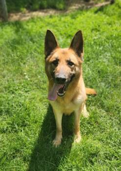 Roxy -  German Shepherd Dog Dog for Adoption in Stanley, Virginia - Roxy | PetCurious