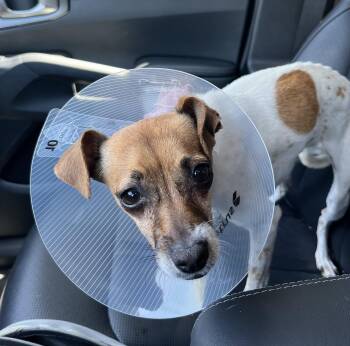 Lily -  Chihuahua and Jack Russell Terrier Dog for Adoption in Bakersfield, California - Lily | PetCurious