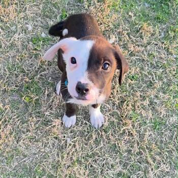 Labrador Retriever and Catahoula Leopard Dog Dogs Available for Adoption in Pottsboro, Texas - Walker | PetCurious