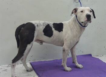 BRICK -  Staffordshire Bull Terrier and Mixed Breed Dog for Adoption in Houston, Texas - BRICK | PetCurious