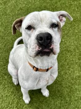 Rescue Mixed Breed Dogs for Adoption in Wichita, Kansas - Mr. Fancypants Jr. | PetCurious