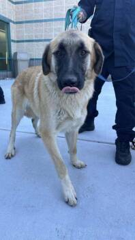 Rescue Anatolian Shepherd Dogs for Adoption in Pleasant Hill, California - Sugar | PetCurious
