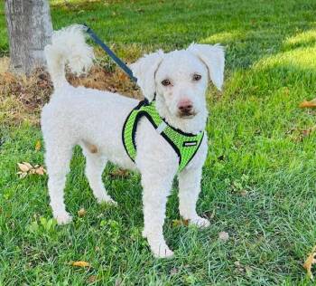 Rescue Miniature Poodle Dogs for Adoption in Lafayette, California - Bentley | PetCurious