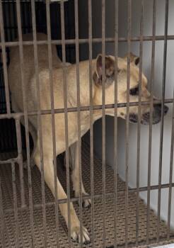 Rescue German Shepherd Dog and Labrador Retriever Dogs for Adoption in Cumming, Georgia - Adrian 623-25 | PetCurious