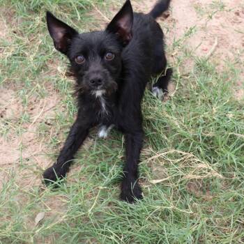 Wemby -  Terrier Dog Available for Adoption in San Antonio, Texas - Wemby | PetCurious