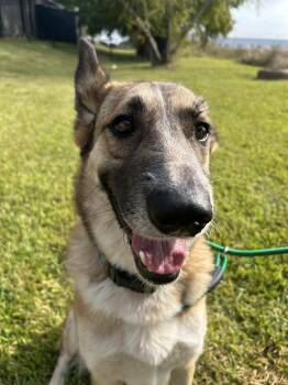 Shepherd Dogs Available for Adoption in Spring, Texas - Abigale  | PetCurious