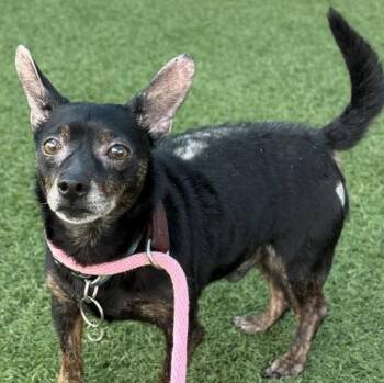 Backpack -  Chihuahua Dog for Adoption - Backpack | PetCurious