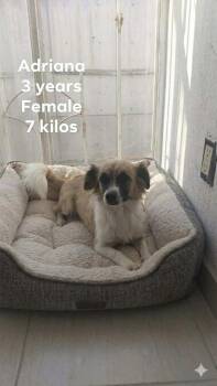 Chihuahua Dogs Available for Adoption in Durango, Colorado - Adriana | PetCurious