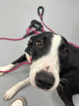 Slurpuff (Pokémon x3) -  Mountain Cur and Labrador Retriever Dog for Adoption in Hartsville, South Carolina - Slurpuff (Pokémon X3) | PetCurious