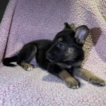 German Shepherd Dog Dogs Available for Adoption - Sweets | PetCurious