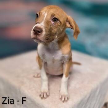 Zia -  Pit Bull Terrier and Mixed Breed Dog for Adoption in Griswold, Connecticut - Zia | PetCurious