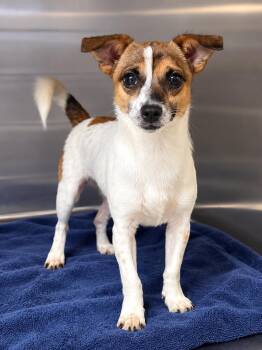 ACORN -  Parson Russell Terrier Dog for Adoption in Social Circle, Georgia - ACORN | PetCurious