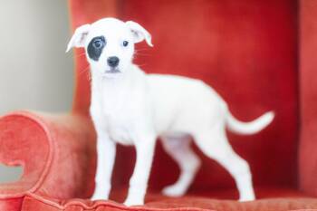 Rescue Mixed Breed Dogs for Adoption in Cranston, Rhode Island - LYDIA | PetCurious