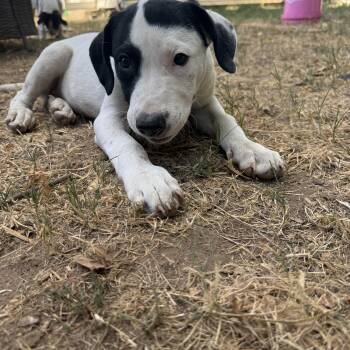 Aurora -  Great Pyrenees and American Staffordshire Terrier Dog for Adoption in Choctaw, Oklahoma - Aurora | PetCurious