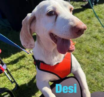 Desi -  Beagle Dog for Adoption in Cowlesville, New York - Desi | PetCurious