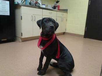 Pit Bull Terrier and Mixed Breed Dogs Available for Adoption in Cookeville, Tennessee - TANK | PetCurious
