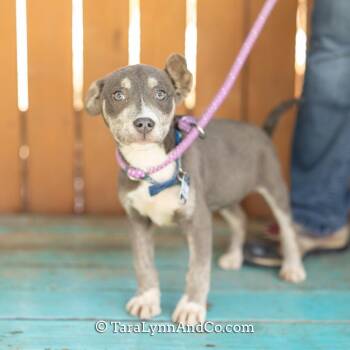 Hound Dogs Available for Adoption - Potato | PetCurious