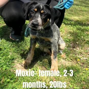 Bluetick Coonhound and Labrador Retriever Dogs Available for Adoption in Troy, Virginia - Moxie | PetCurious