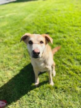 Smokey -  Labrador Retriever and German Shepherd Dog Dog for Adoption in San Jose, California - Smokey | PetCurious
