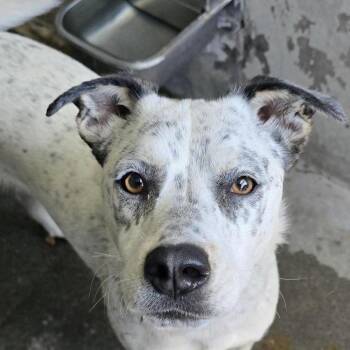 Pebbles A2189346 -  Pointer Dog for Adoption in Los Angeles, California - Pebbles A2189346 | PetCurious