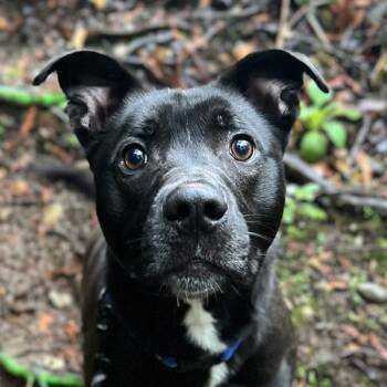 Rescue Labrador Retriever Dogs for Adoption in Silverdale, Washington - Roscoe | PetCurious