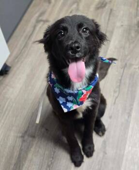 Border Collie Dogs Available for Adoption in Sedalia, Colorado - Belle | PetCurious