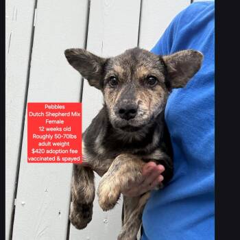Dutch Shepherd Dogs Available for Adoption in Oviedo, Florida - Pebbles | PetCurious