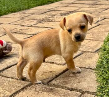 Mixed Breed Dogs Available for Adoption - Stormy | PetCurious