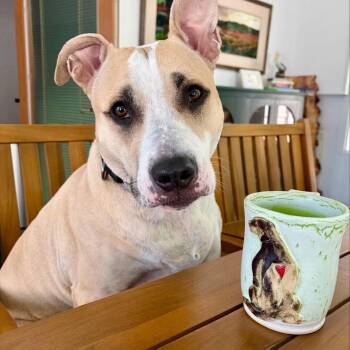 Ariel -  Pit Bull Terrier and Terrier Dog for Adoption in Naperville, Illinois - Ariel | PetCurious