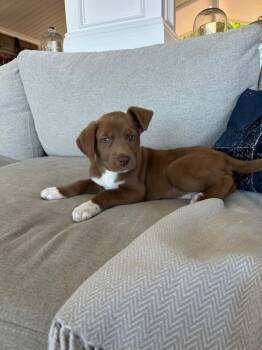 River -  Labrador Retriever Dog for Adoption in San Diego, California - River | PetCurious