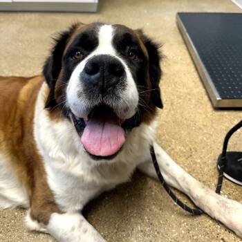 Rescue Saint Bernard Dogs for Adoption in Skokie, Illinois - Elizabeth Taylor | PetCurious