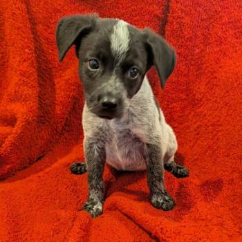 Edith -  Australian Cattle Dog Blue Heeler Dog for Adoption in Marion, Illinois - Edith | PetCurious