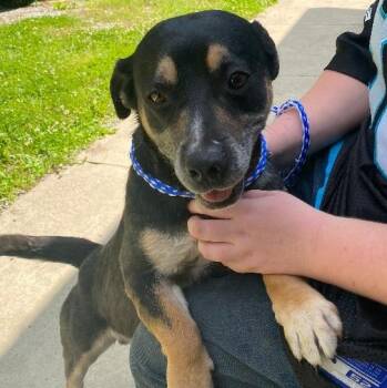 Flynn -  Basset Hound and Shepherd Dog for Adoption in Spencer, Indiana - Flynn | PetCurious