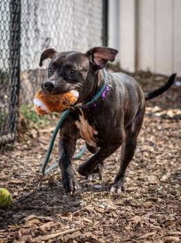 Mixed Breed Dogs Available for Adoption in Chamblee, Georgia - Autograph | PetCurious