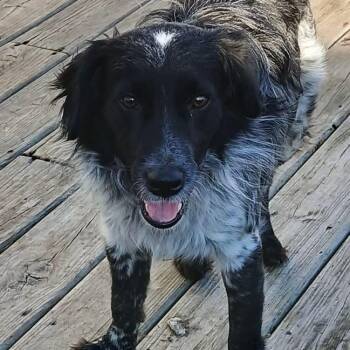 Australian Shepherd Dogs Available for Adoption - Pepper | PetCurious