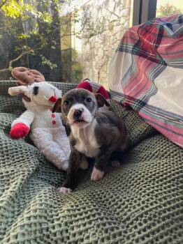 Australian Shepherd Dogs Available for Adoption - The Princess And The Frog (Bayou) | PetCurious