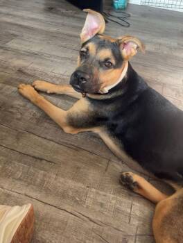 Areli -  German Shepherd Dog Dog for Adoption in Maryville, Tennessee - Areli | PetCurious