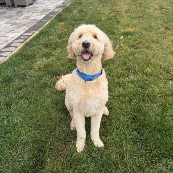 Brady -  Golden Retriever and Standard Poodle Dog for Adoption - Brady | PetCurious